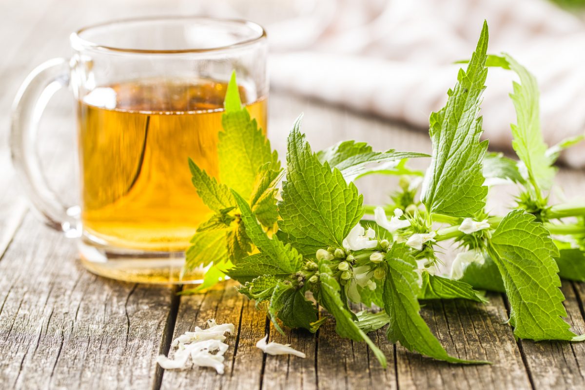 Prepara un té de Ortiga para adelgazar